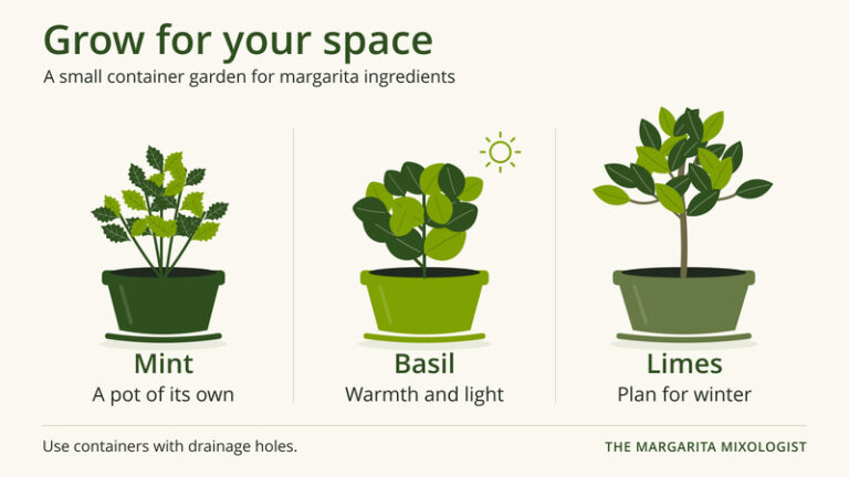Growing Ingredients for Your Margarita