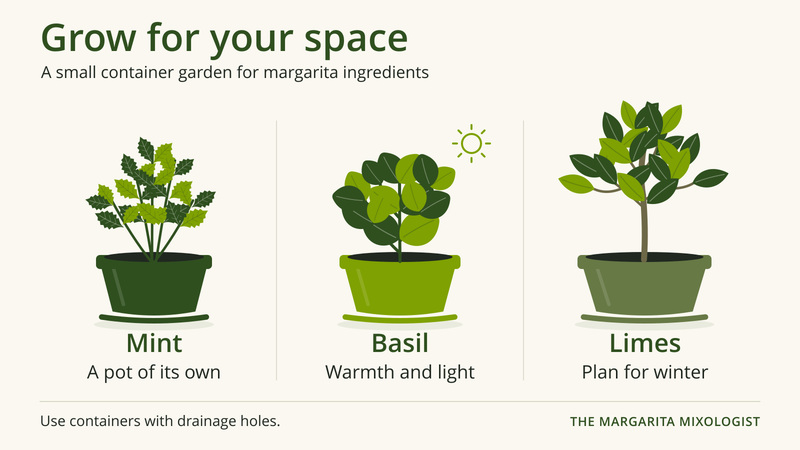 Growing Ingredients for Your Margarita